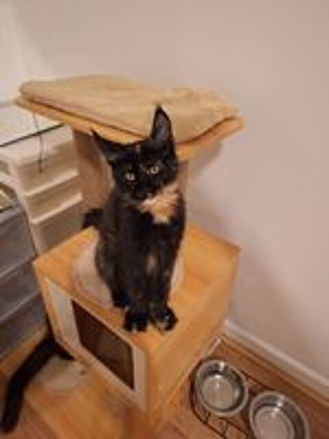   Magnifiques chatons maine coon loof  