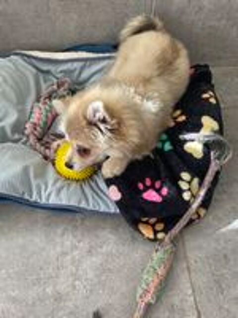   : adorable femelle spitz 