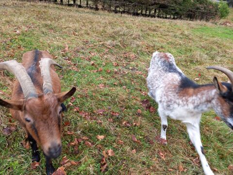 Cherche chèvre avec des cornes 0 88250 La bresse