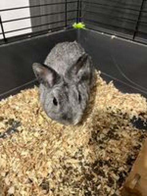   Couple lapin nain 