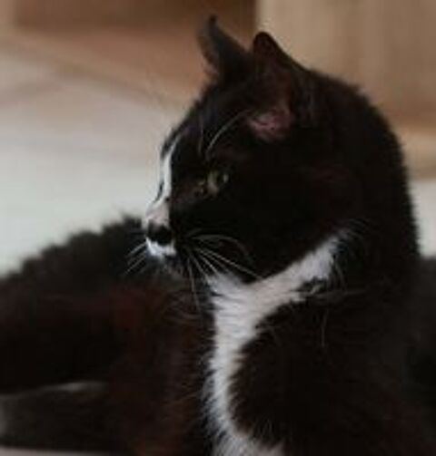   Igor gentil chat senior 10 ans calme et affectueux 