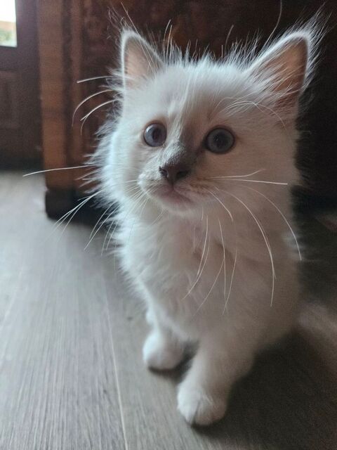 Chaton mâle sacré de Birmanie 720 13012 Marseille