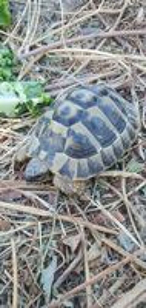   Tortue terre femelle 14 ans 