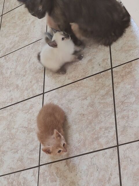 Don chaton roux 0 31600 Muret