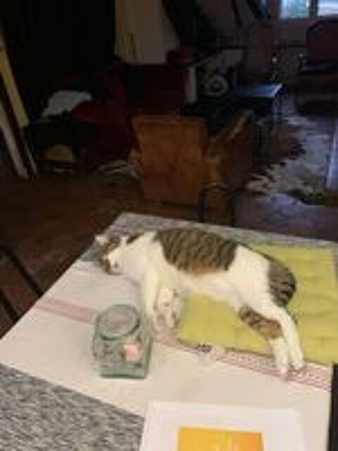   Foxy, 1,5 an cherche de bons adoptants  