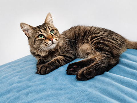 BASILE CHAT TIGRE 2 ANS 195 92260 Fontenay-aux-roses