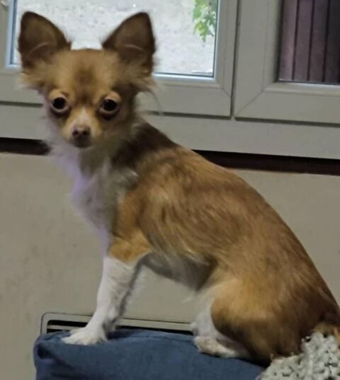 Jeune femelle chihuahua 800 66250 Saint-laurent-de-la-salanque