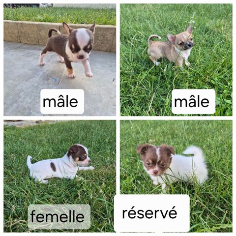 ? Nos 2 adorables petits m&acirc;les et 1 petite femelle t
oujours 1300 77166 Évry-grégy-sur-yerre