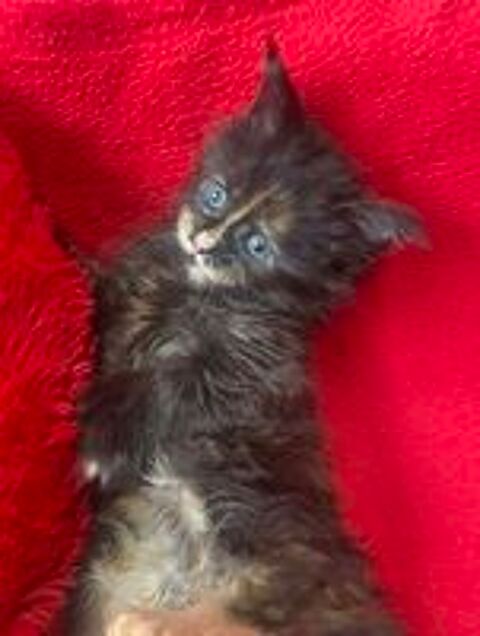   Maine Conn Chatons gros gabarit 