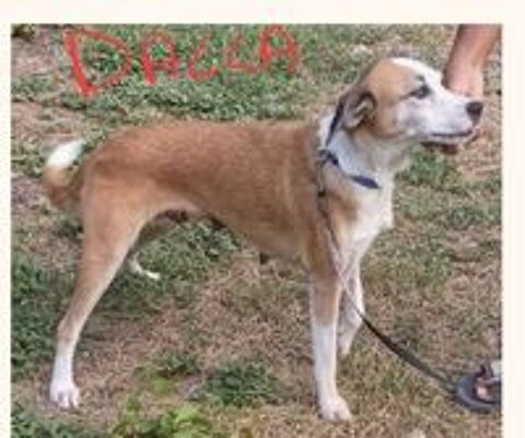   DALLA FEMELLE 2ANS NON STRILISE ACTUELLEMENT EN GUADELOUPE A ADOPTER   