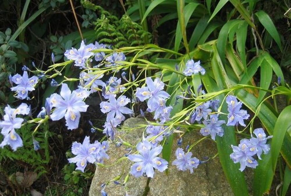 fleurs , plantes , graines, pots en terre Jardin