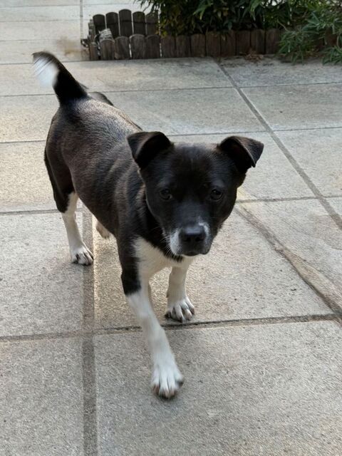 MILLIE EN FAMILLE D'ACCUEIL REGION PARISIENNE 0 75018 Paris