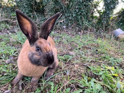 Lapin ROOKY à l adoption 50 26270 Loriol-sur-drme