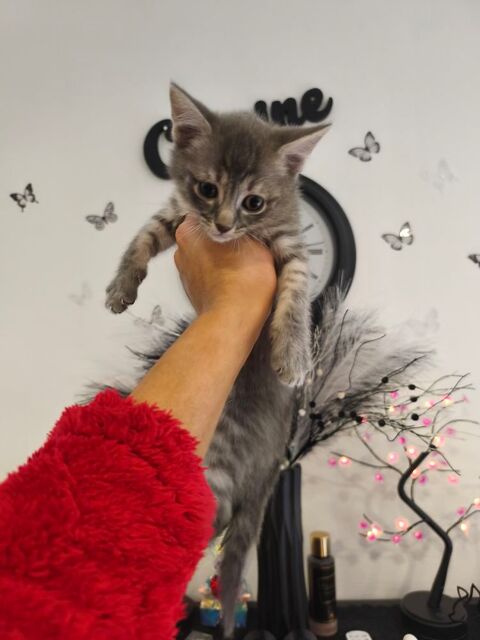 Chaton 0 59590 Raismes