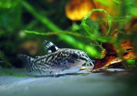 Poisson nettoyeur pour aquarium 35136 Saint-jacques-de-la-lande