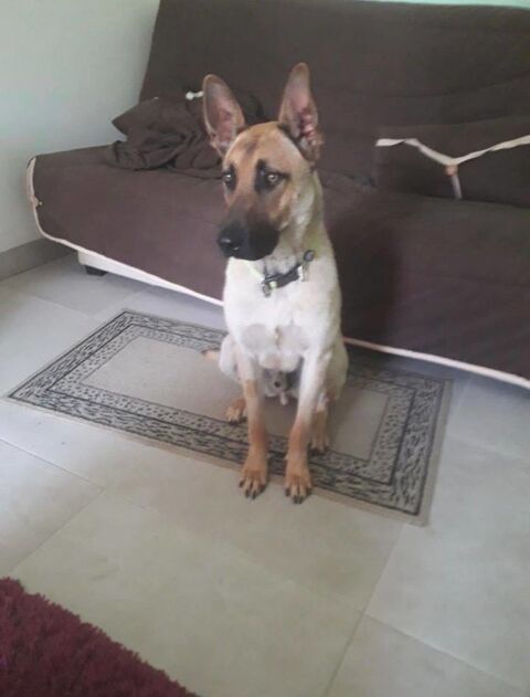 Chien VEGGO à l adoption 210 26380 Peyrins