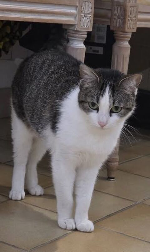 Chat OULIA &agrave; l adoption 200 26260 Marg�s