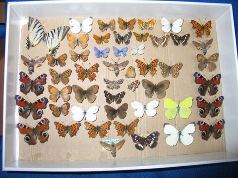 Papillons libellules l�pidopt�res 2 Quincy-sous-S�nart (91)