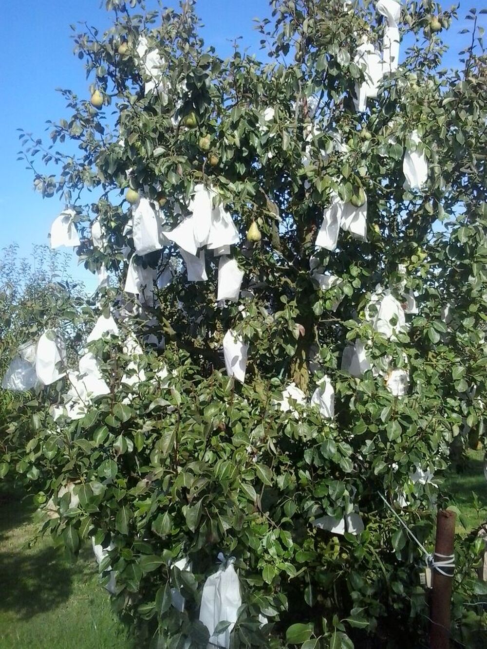 poires Jardin