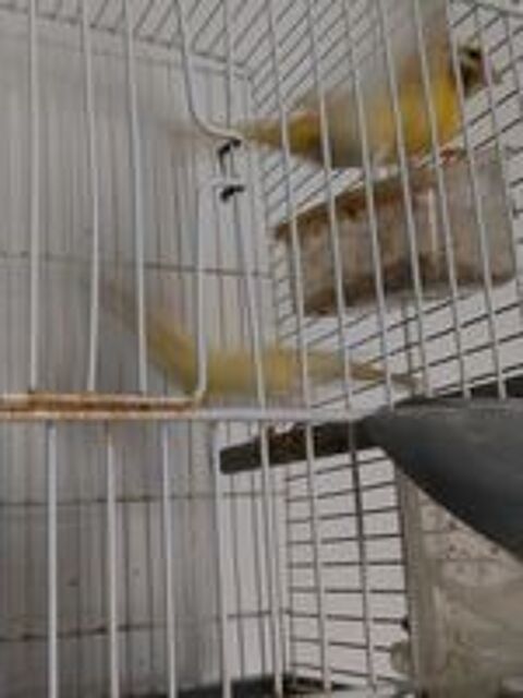   Canaris 