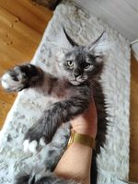   2 chatons maine coon LOOF  