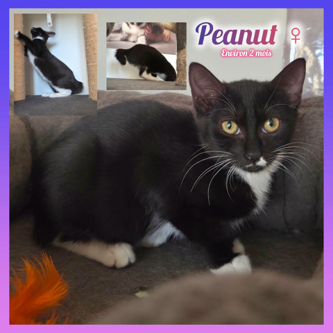 Peanut &agrave; l'adoption 200 12000 Rodez