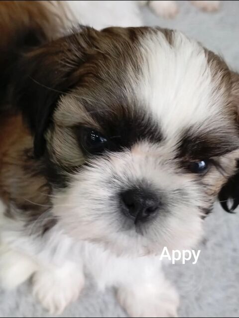5 magnifiques chiots de type Shih Tzu 950 88390 Dommartin-aux-bois
