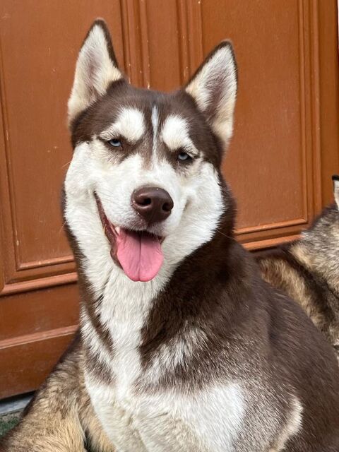 DONNE CHIENNE NON LOF TYPE HUSKY SIBERIE 0 58330 Saint-saulge