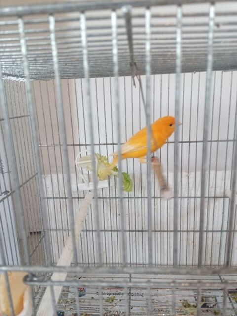 Canari  m&acirc;le 2025 25 37110 Saunay