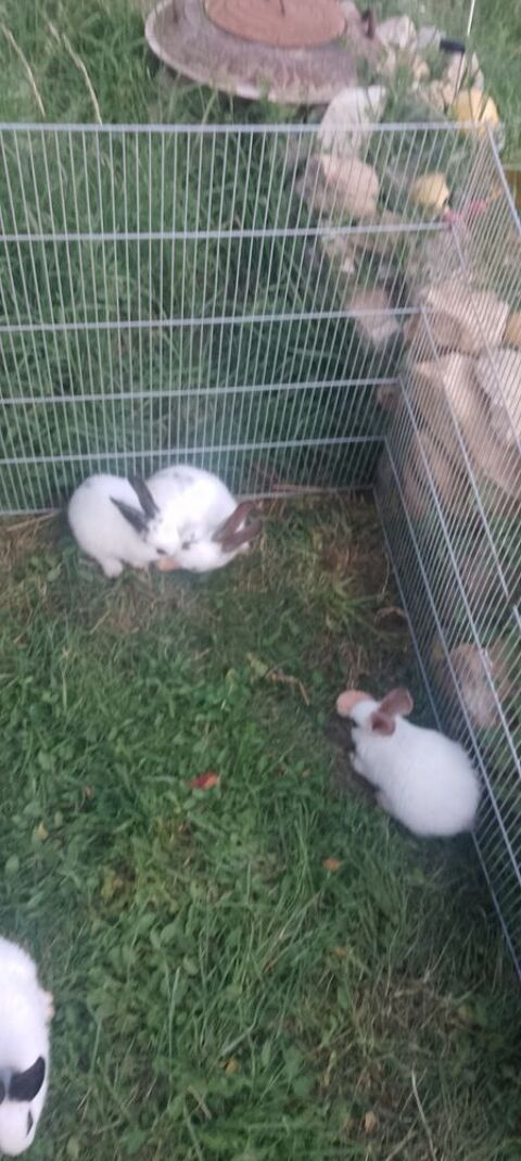 Lapin papillon 18150 Germigny-l'exempt