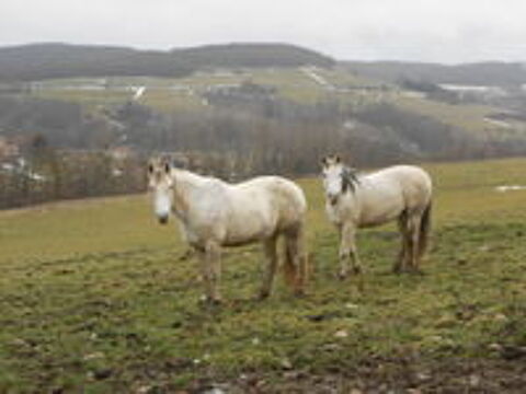   CHEVAUX POUR COMPAGNIE 