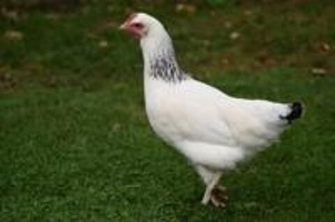  Poules pondeuses  