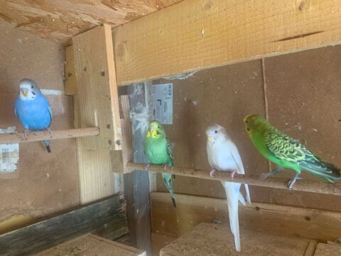 vent perruche ondul&eacute;e plusieurs colories ann&eacute;es 2025 10 38300 Ch�zeneuve