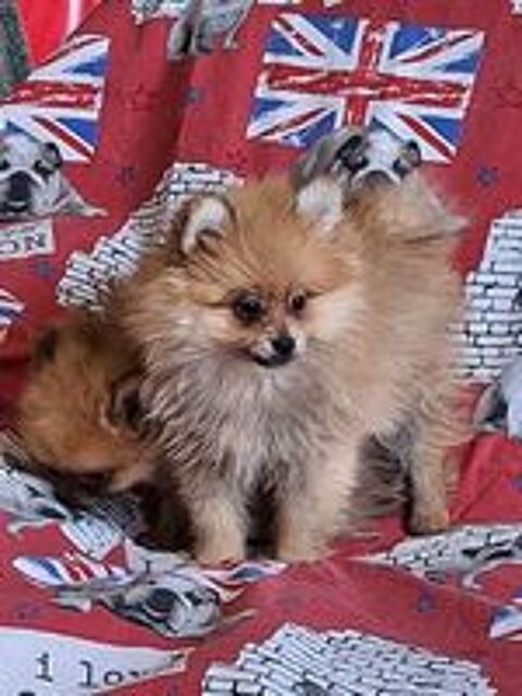   chiot spitz non lof  