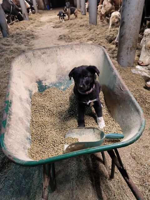 Chiots berger allemand crois&eacute; border collie
0 68650 Lapoutroie