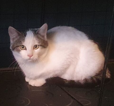 DAGOBERT 200 91310 Leuville-sur-orge