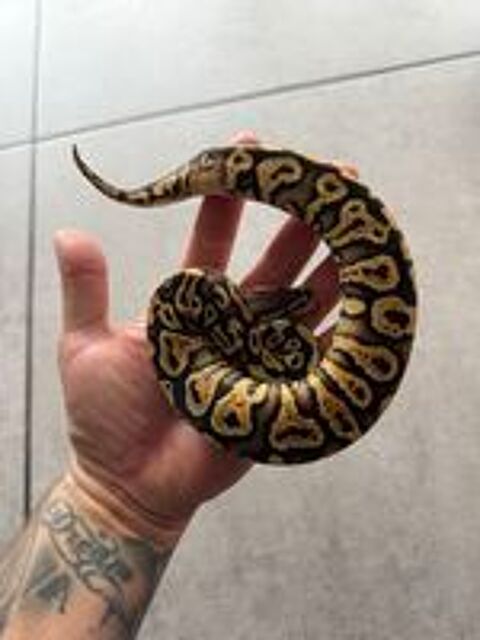   Python regius pastel yellow belly 2026 