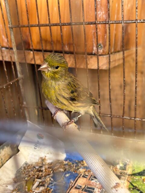 Canari sylvestre 20 42800 Rive-de-gier