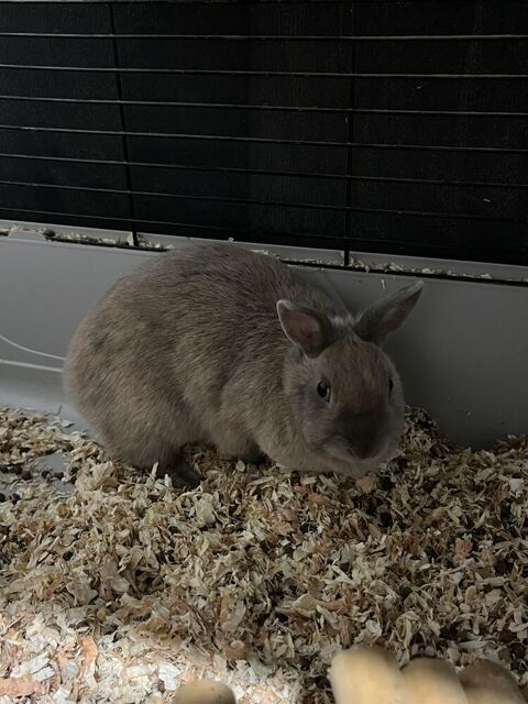 Couple lapin nain 1 31250 Revel