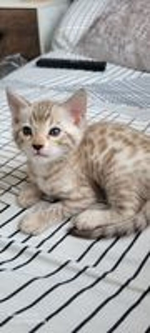   Chatons bengal loof 