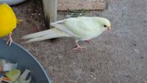   Kakariki perruche, petit perroquet  