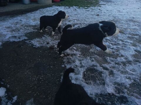 chiots border collie 450 53350 Ballots