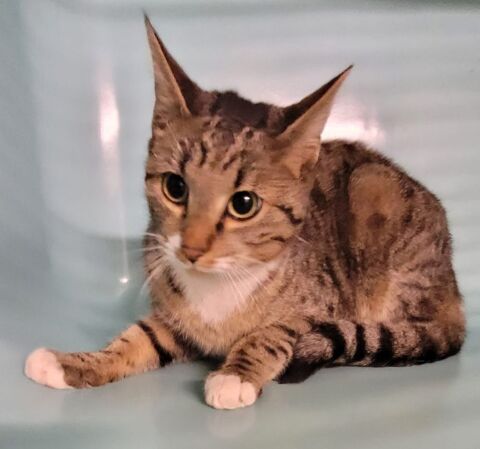 ALISTER, chat tigré 1 an 100 34500 Bziers