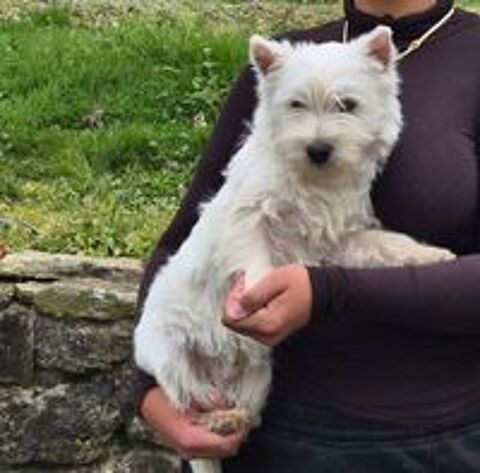   Chiot Westie 