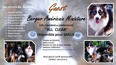 Saillie Berger Américain Miniature 890 47300 Villeneuve-sur-lot