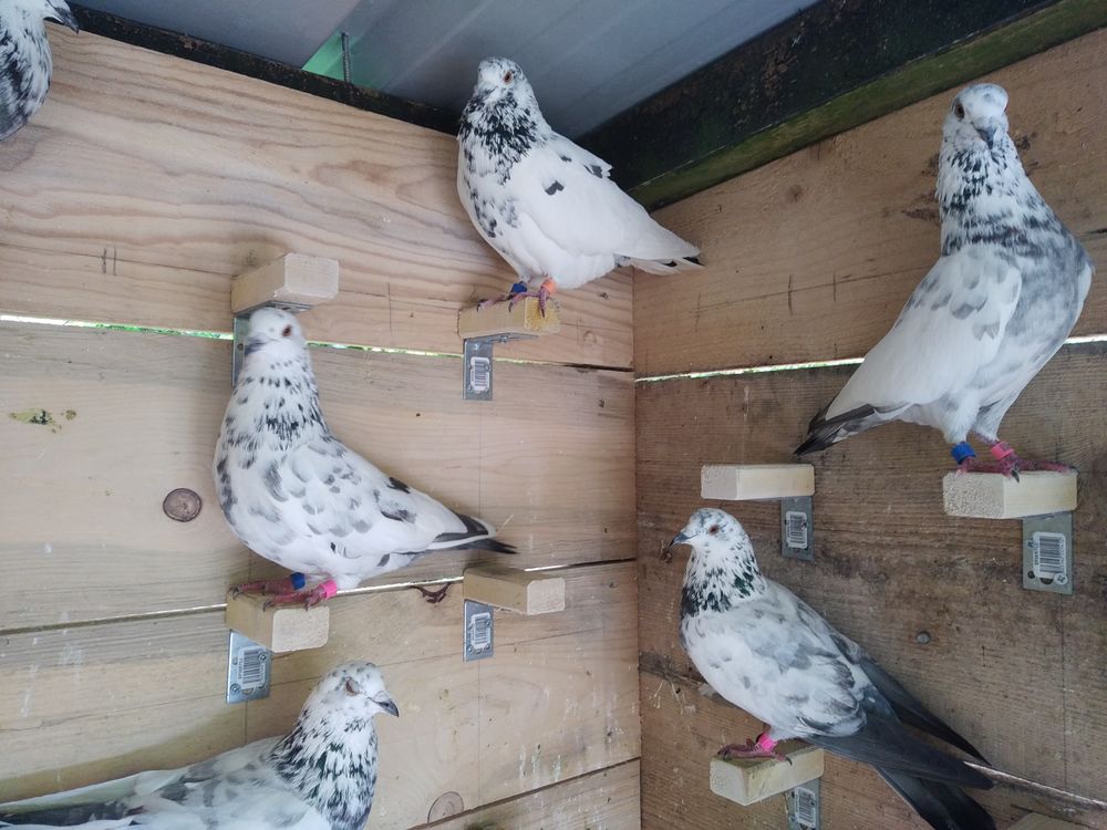   Pigeons hauts volants 