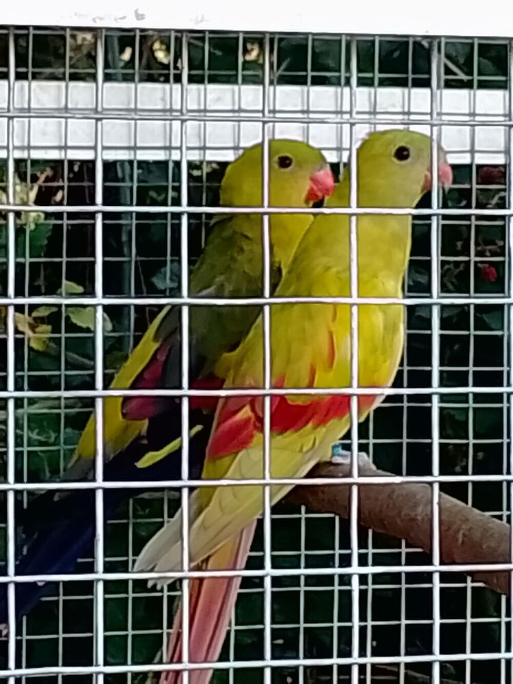   Couple de perruche melanure  