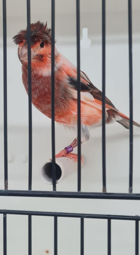 Canaris Arlequins portugais 2025 30 40000 Mont-de-marsan