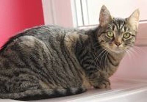   FALBALA FEMELLE TIGREE 6 ANS 