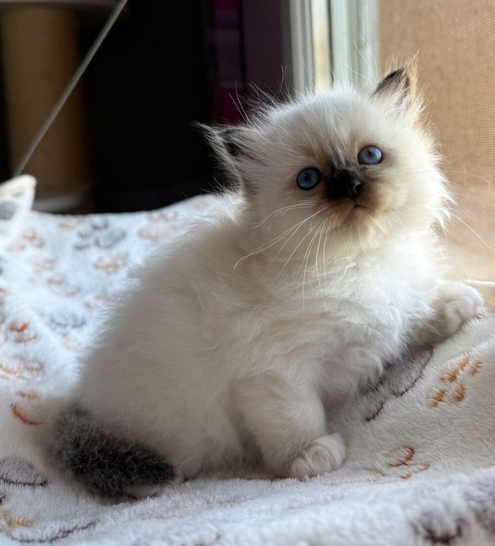   Adorables chatons sacrés de Birmanie 